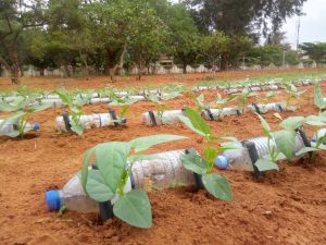 Projecto inovador transforma garrafas PET em solução de rega sustentável